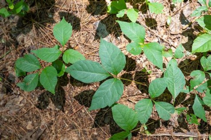 Is poison ivy a bush?