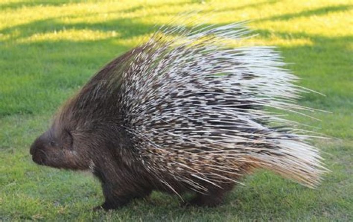 Is porcupine meat edible?
