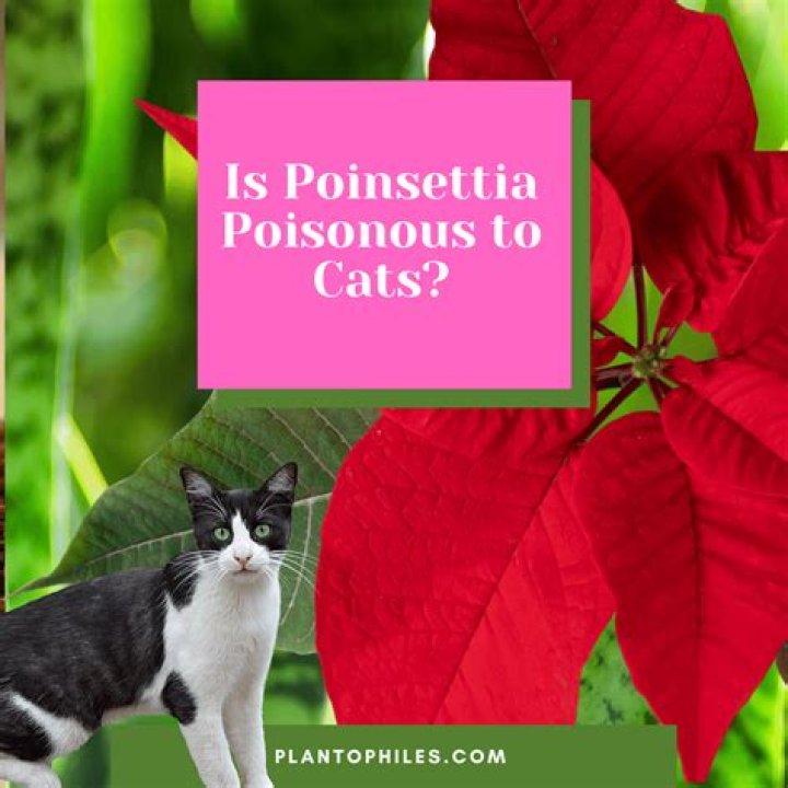 Is portulacaria afra poisonous to cats?