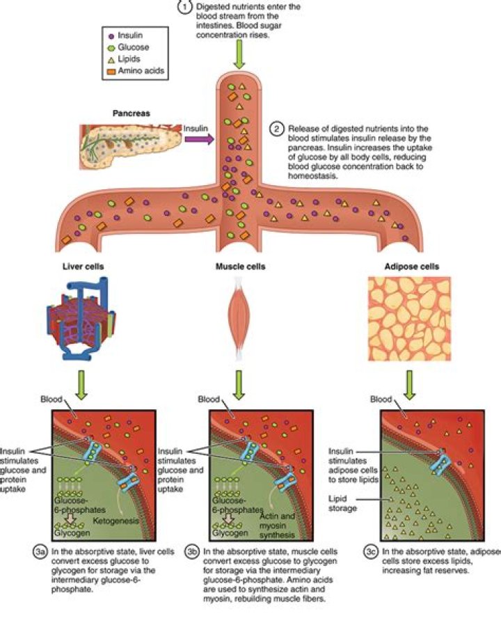 Is post absorptive phase?