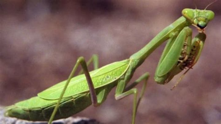 Is praying mantis dangerous?
