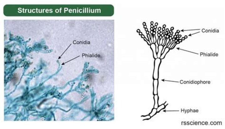 Is prepared from a mould called penicillium?