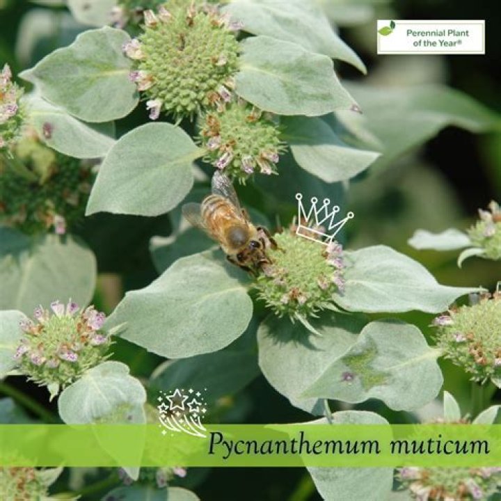 Is pycnanthemum muticum edible?