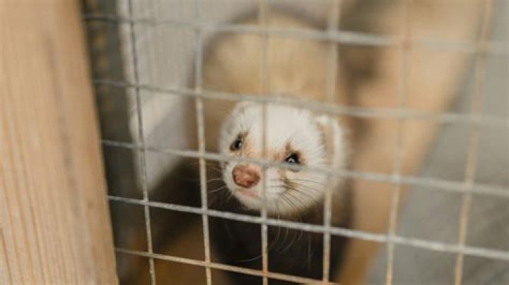 Is rabbiting with ferrets illegal?