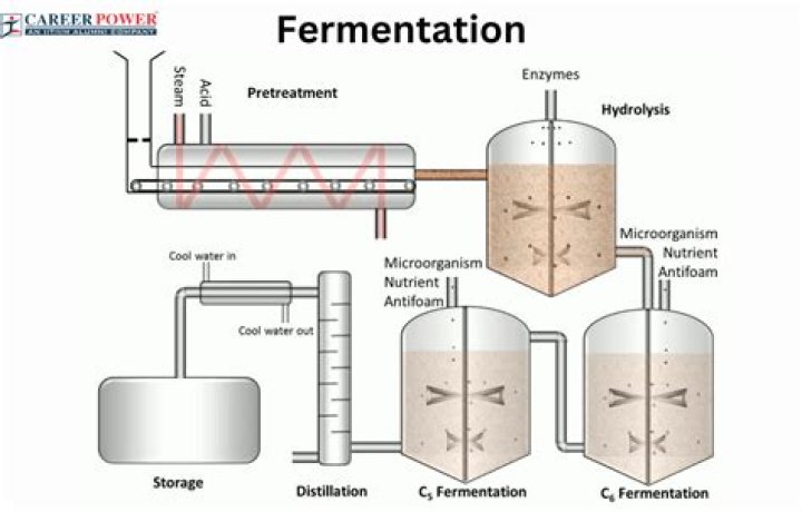 Is regenerated by fermentation?