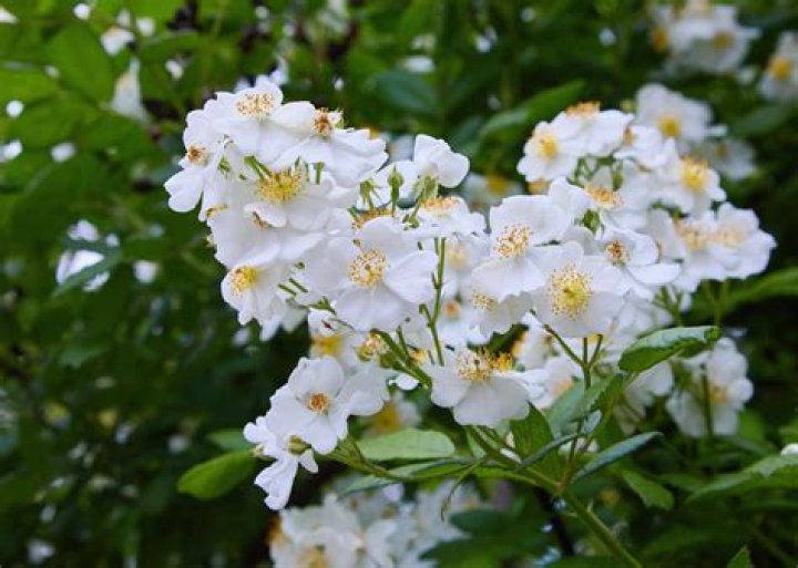 Is rock rose evergreen?