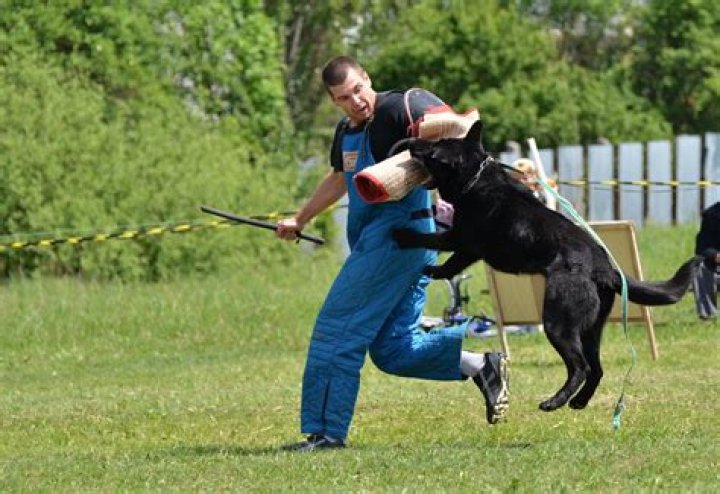 Is schutzhund training cruel?