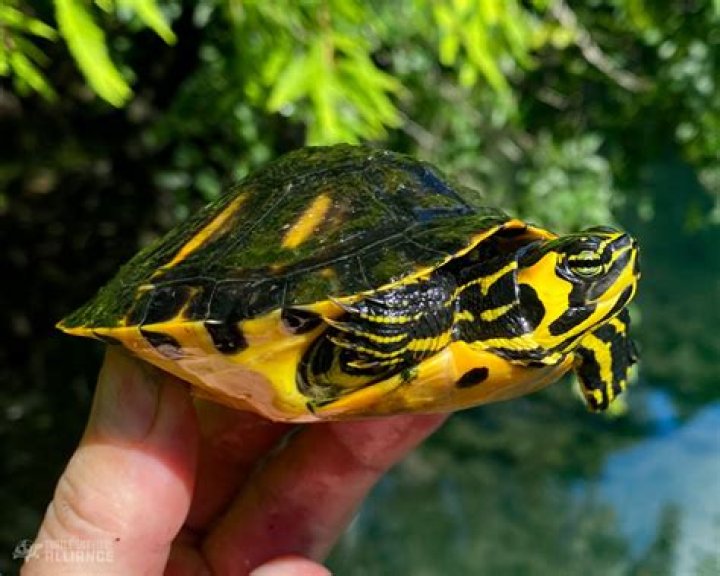Is slider a turtle?
