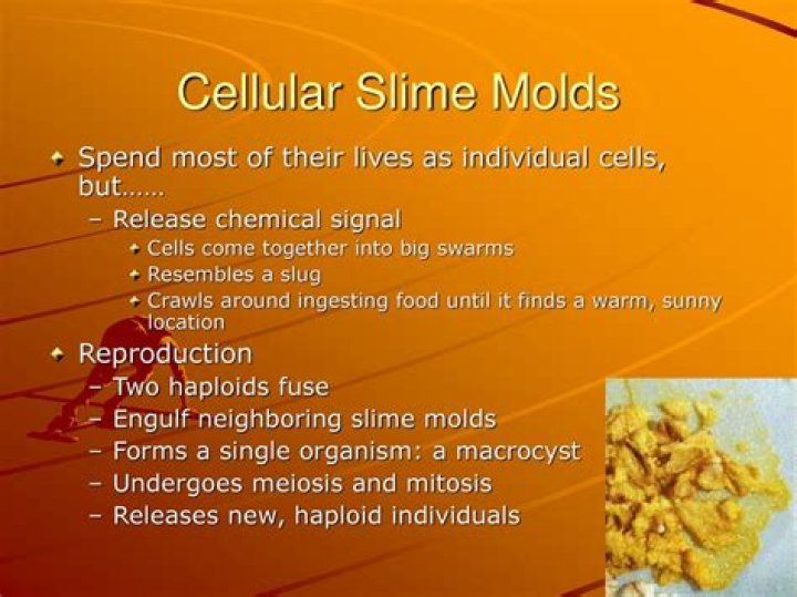 Is slime molds amoebas?