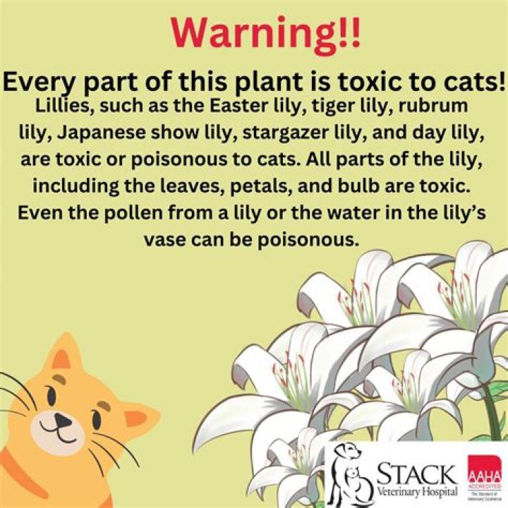 Is stargazer lily pollen poisonous to humans?