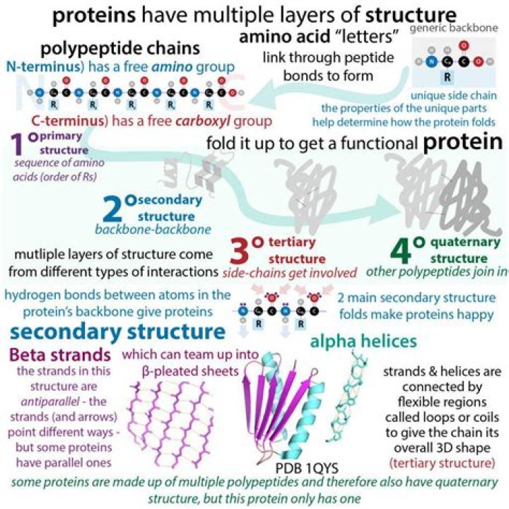 Is structure a function of protein?