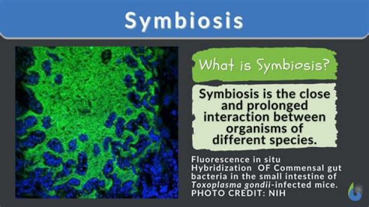 Is symbiosis good for distance mba?