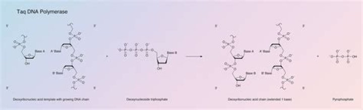 Is taq polymerase thermolabile?