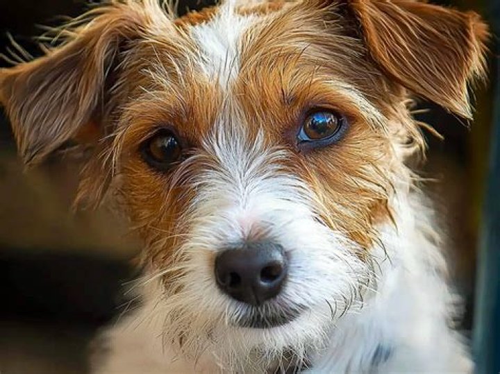 Is terriers on hulu?