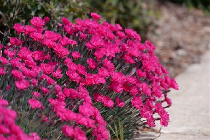 Is the dianthus a perennial?
