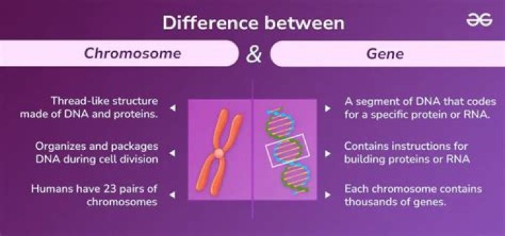 Is the difference between genes and chromosomes?