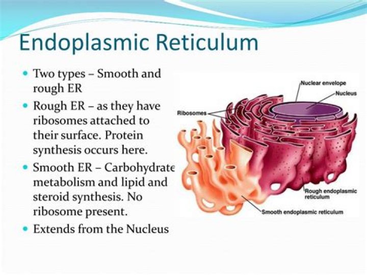 Is the function of the endoplasm?