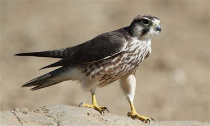 Is the lanner falcon solitary?