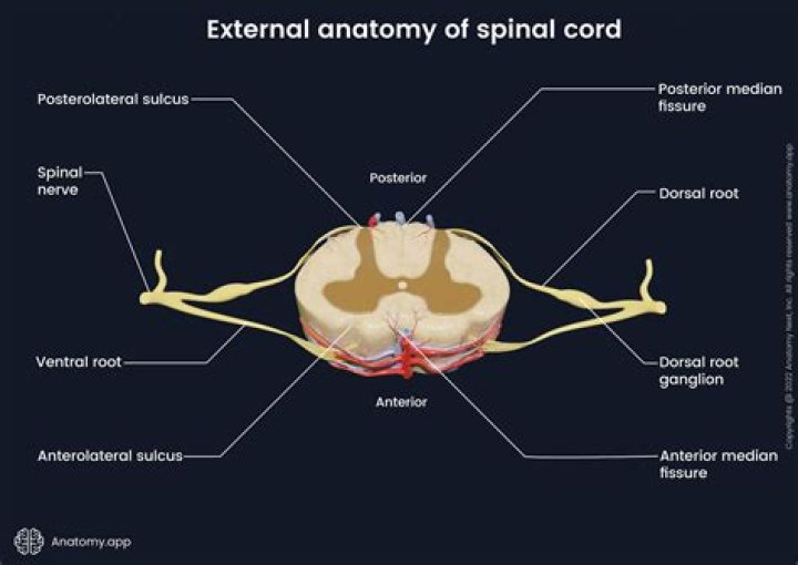 Is the spinal cord part of the hindbrain?