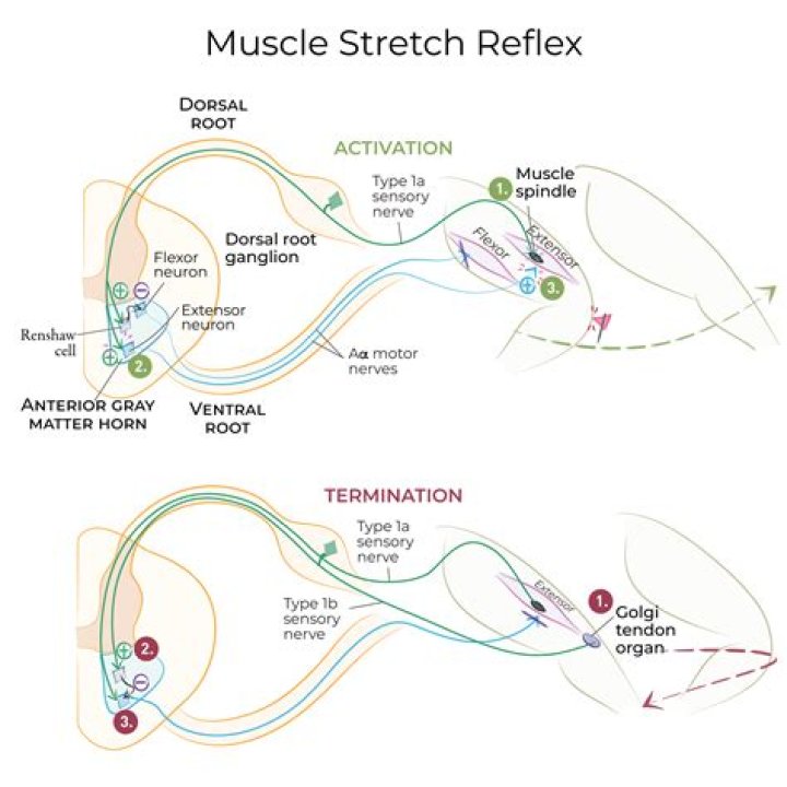Is the stretch reflex intersegmental?