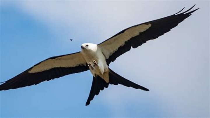 Is the swallow-tailed kite native to florida?
