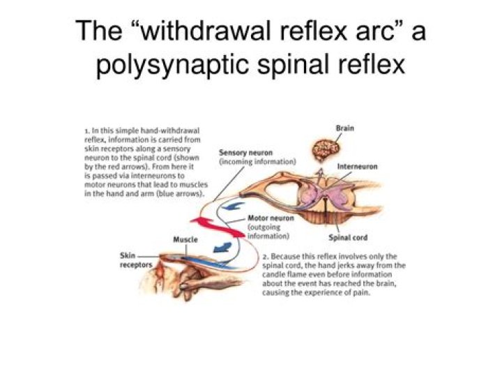Is the withdrawal reflex monosynaptic or polysynaptic?