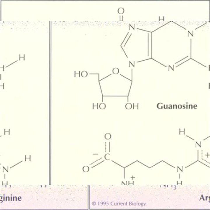 Is there a difference between guanine and guanosine?