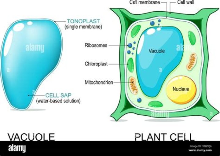 Is vacuole single membrane?