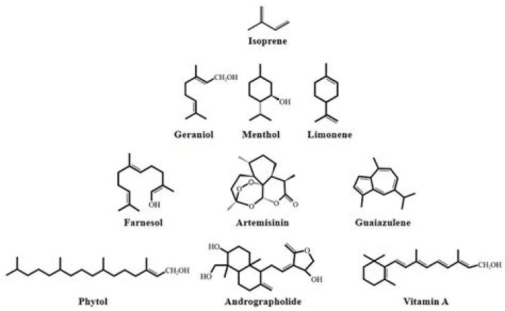 Is vitamin a a terpene?