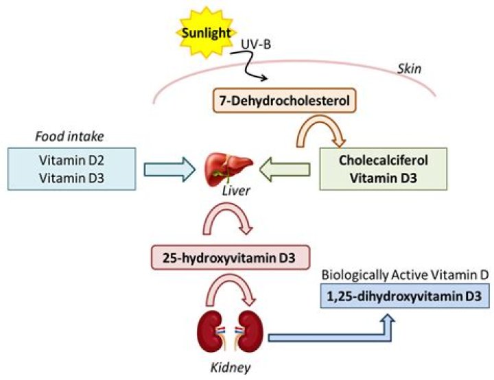 Is vitamin d2 vitamin d?