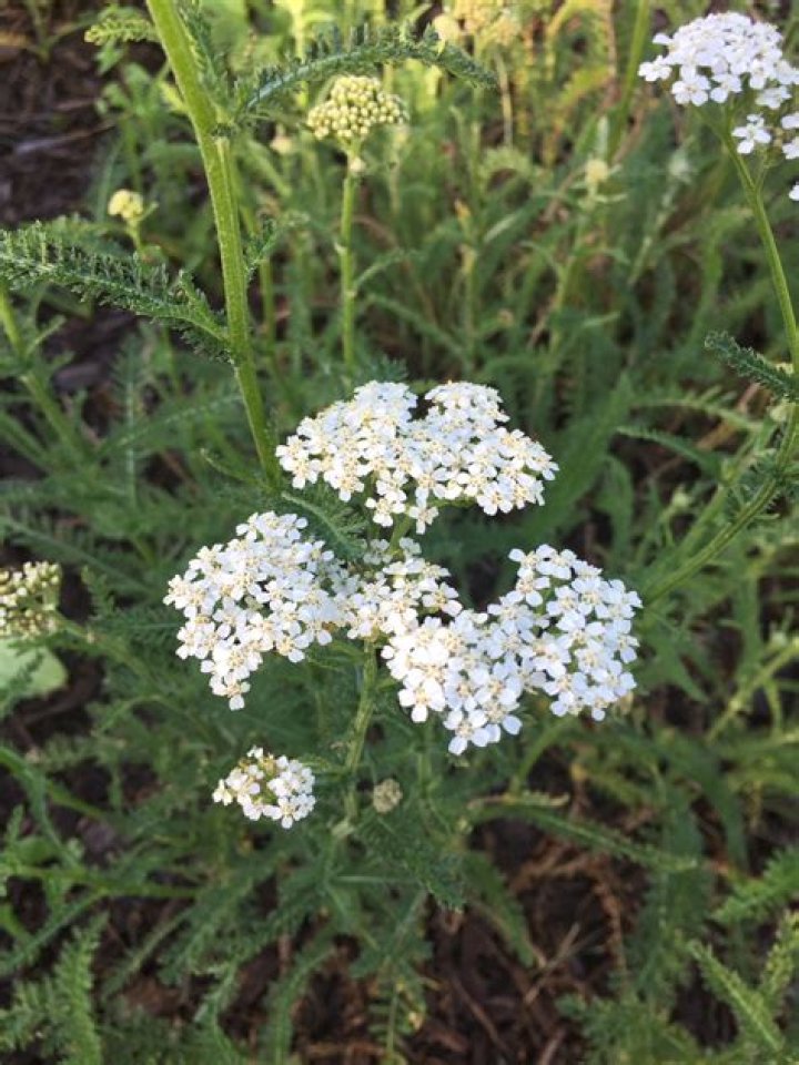 Is yarrow a perennial?