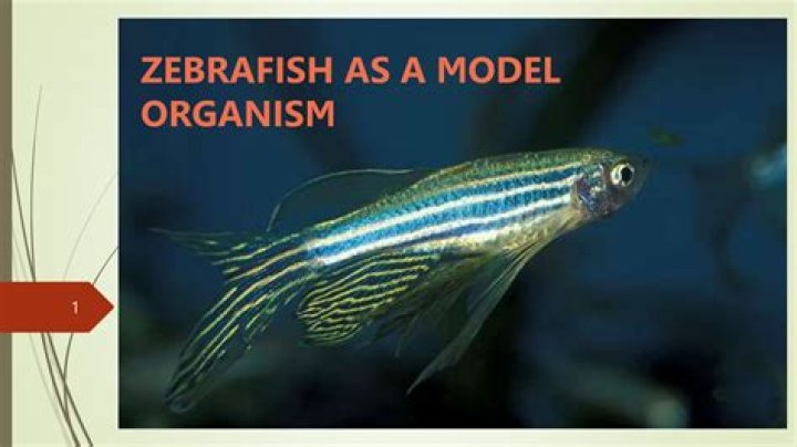 Is zebrafish a mammal?