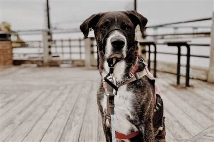 Should a dog wear a collar all the time?