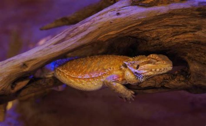 Should bearded dragons sleep in the dark?