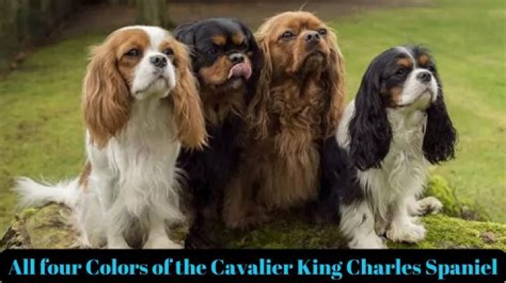 Should cavalier king charles spaniels be clipped?