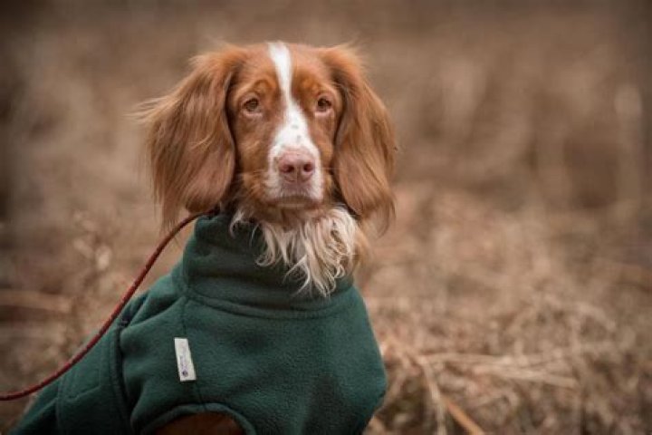 Should cocker spaniels wear coats?