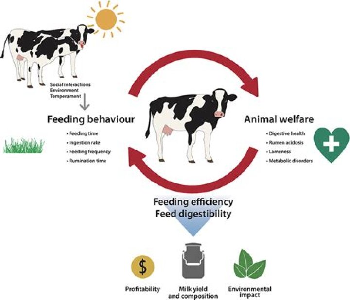 Should cows be milked?