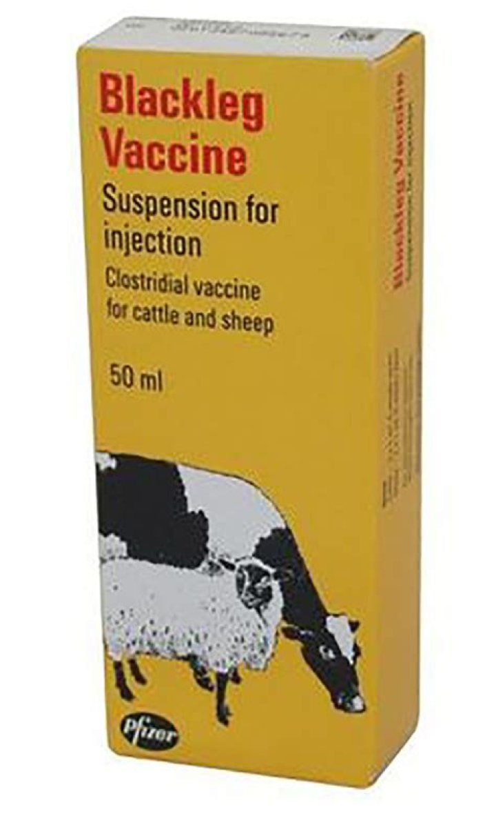 Should cows be vaccinated for blackleg?