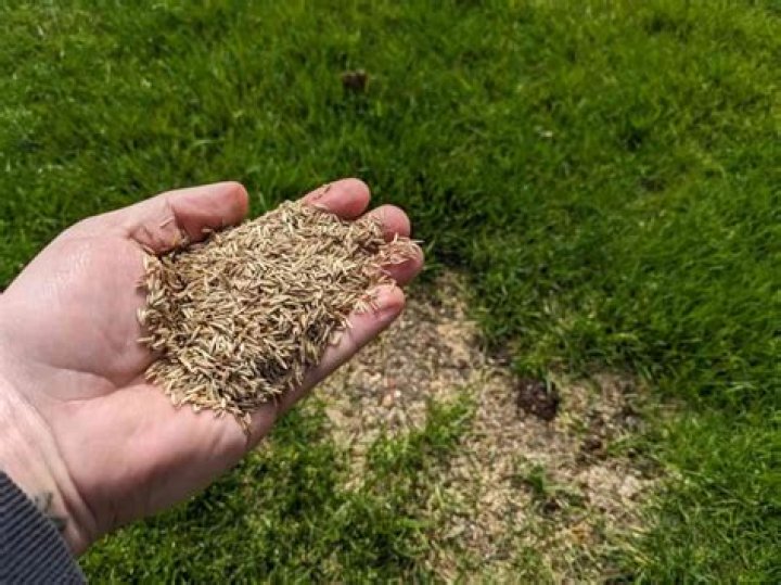 Should grass seed be covered with straw?