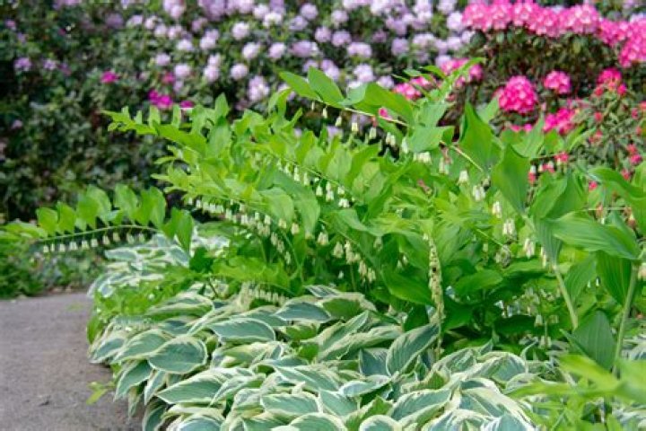 Should hostas be in sun or shade?
