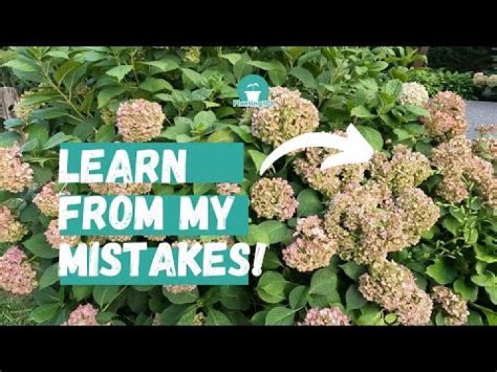 Should hydrangeas be deadheaded?