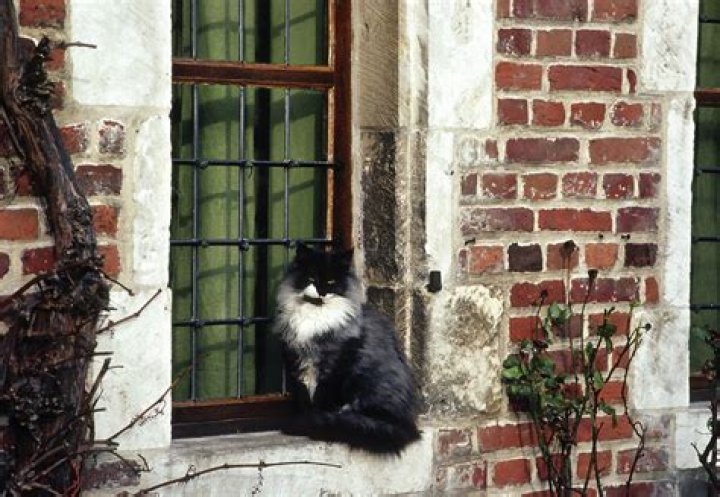 Should i buy a house with subsidence?