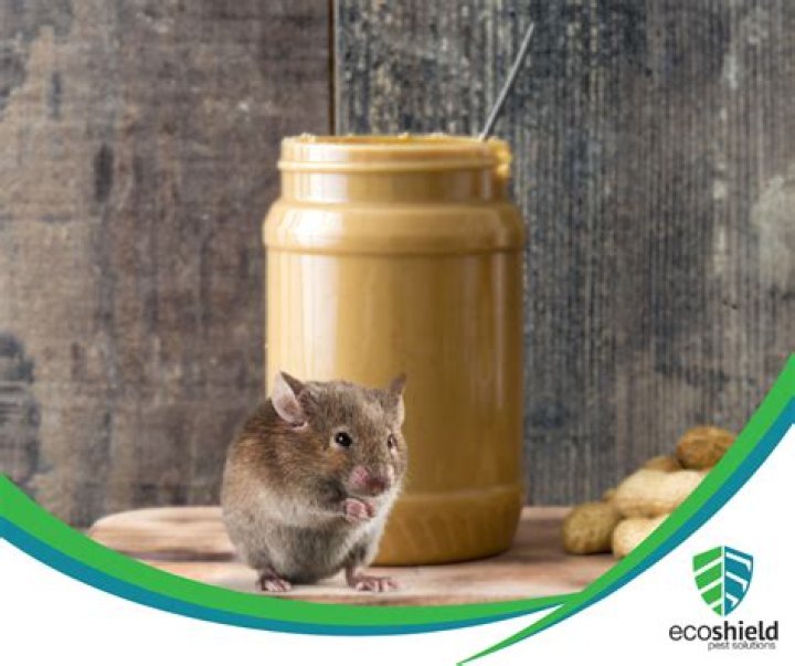 Should i drown a mouse?