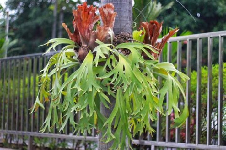Should i fertilize my staghorn fern?