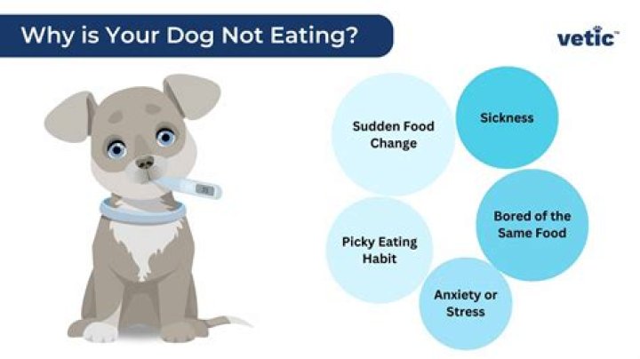 Should i pet my dog while eating?