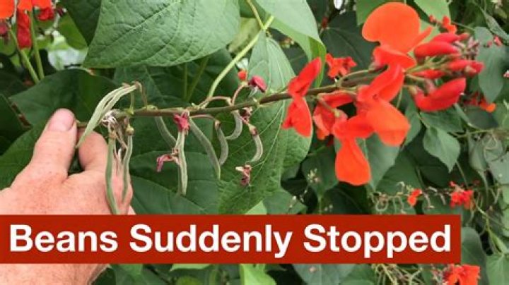 Should i pinch off runner beans?