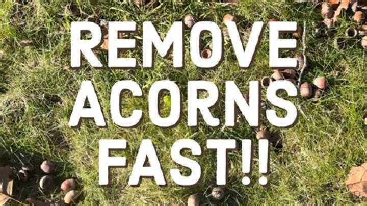 Should i remove acorns from my lawn?