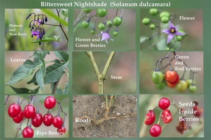 Should i remove bittersweet nightshade?