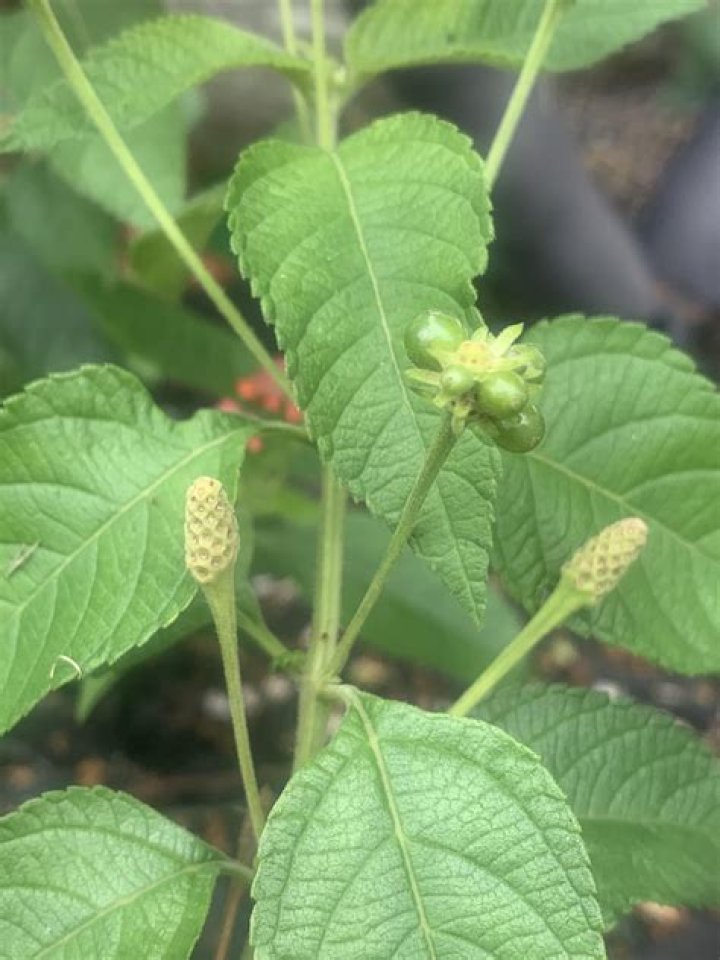 Should i remove lantana seed pods?