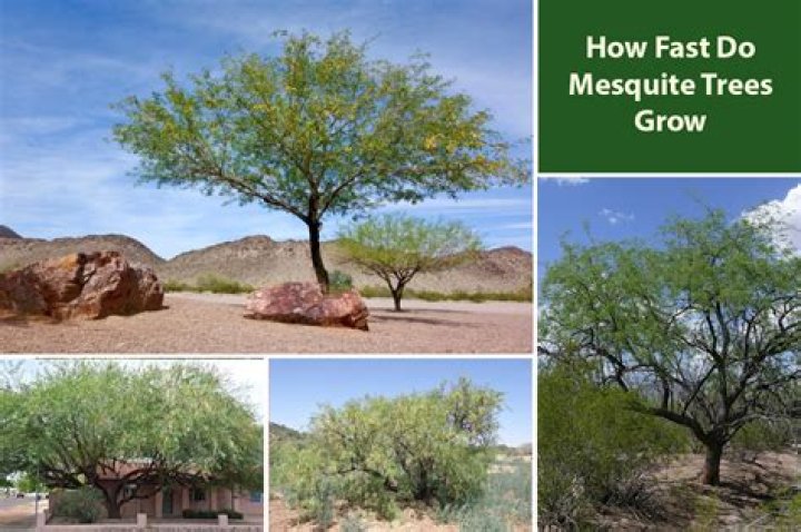 Should i stake my mesquite tree?
